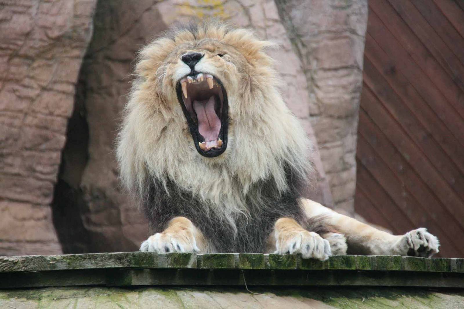 Lion shows his teeth.