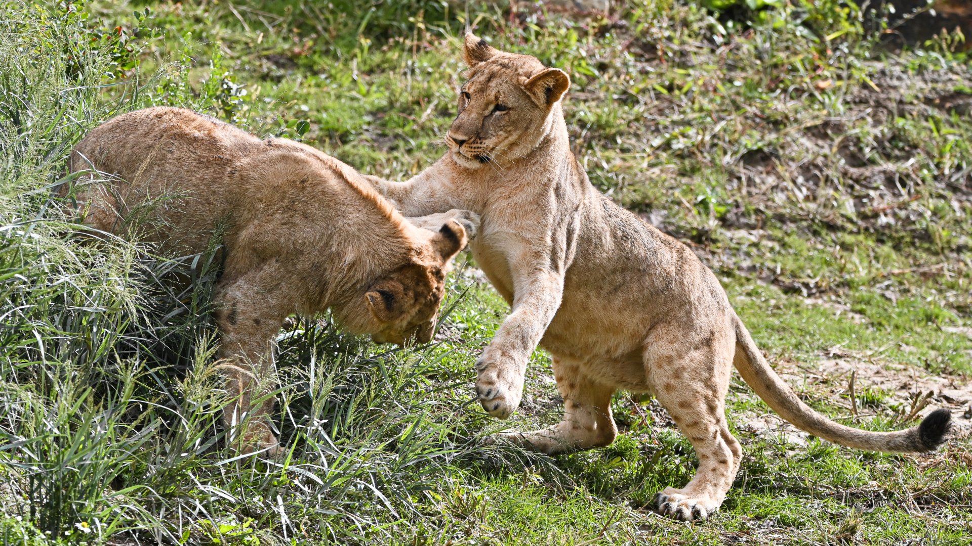 Lion siblings
