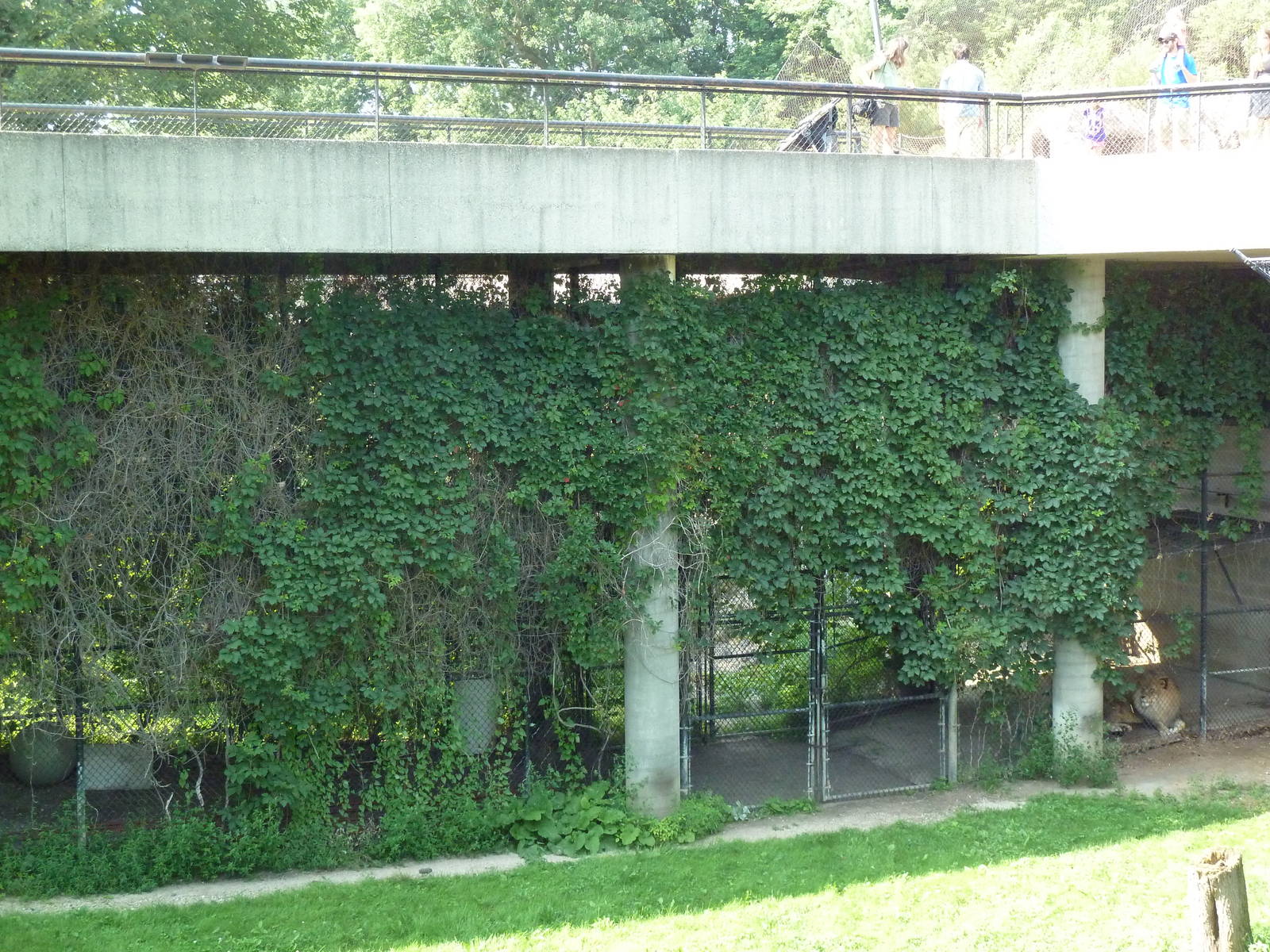Lion Side Exhibit - see the big male?