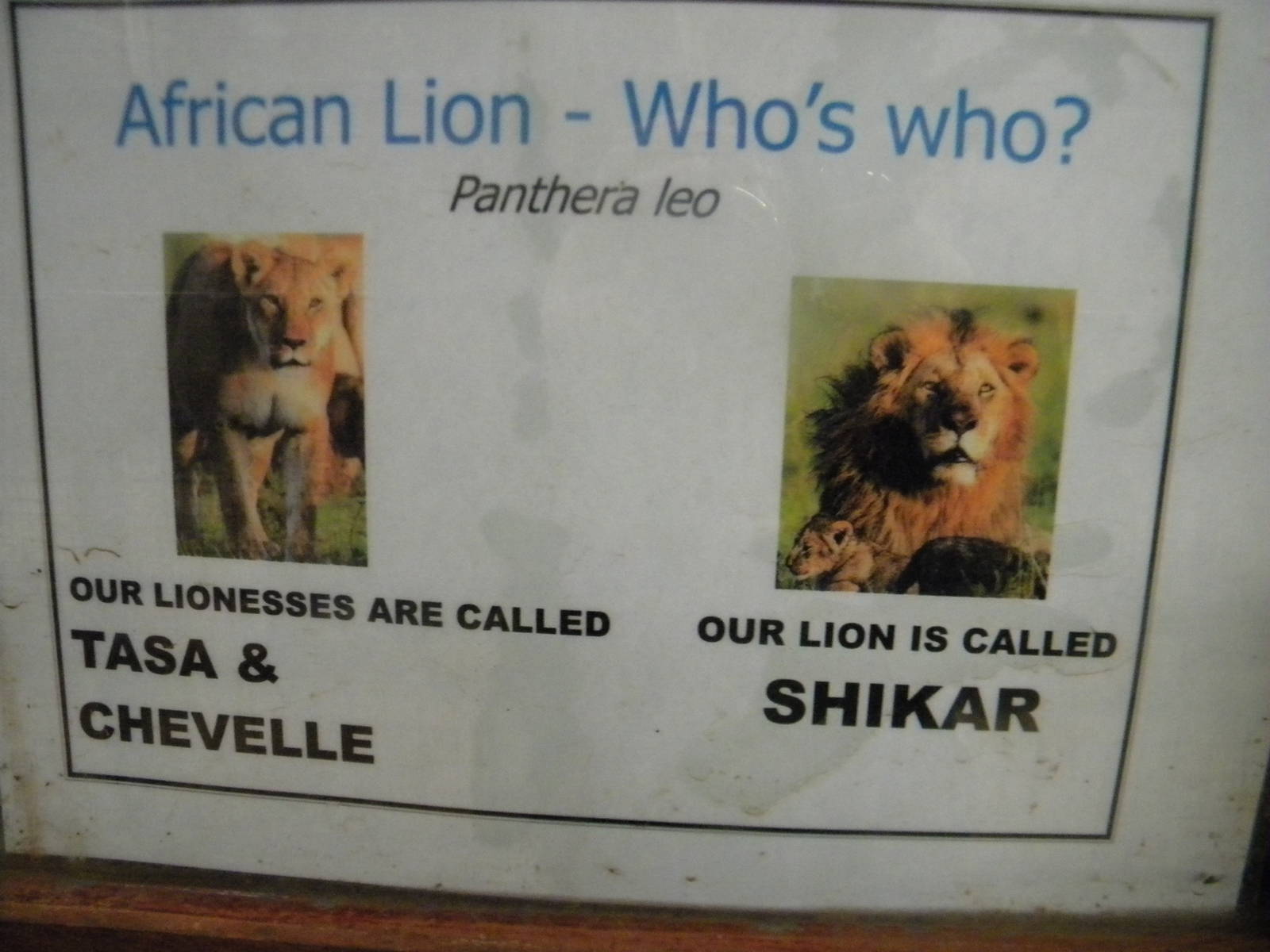 Lion sign at SLWAP 16/07/11