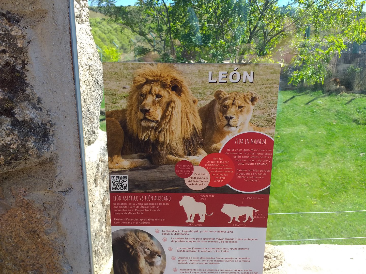 Lion sign -Sendaviva (2020)