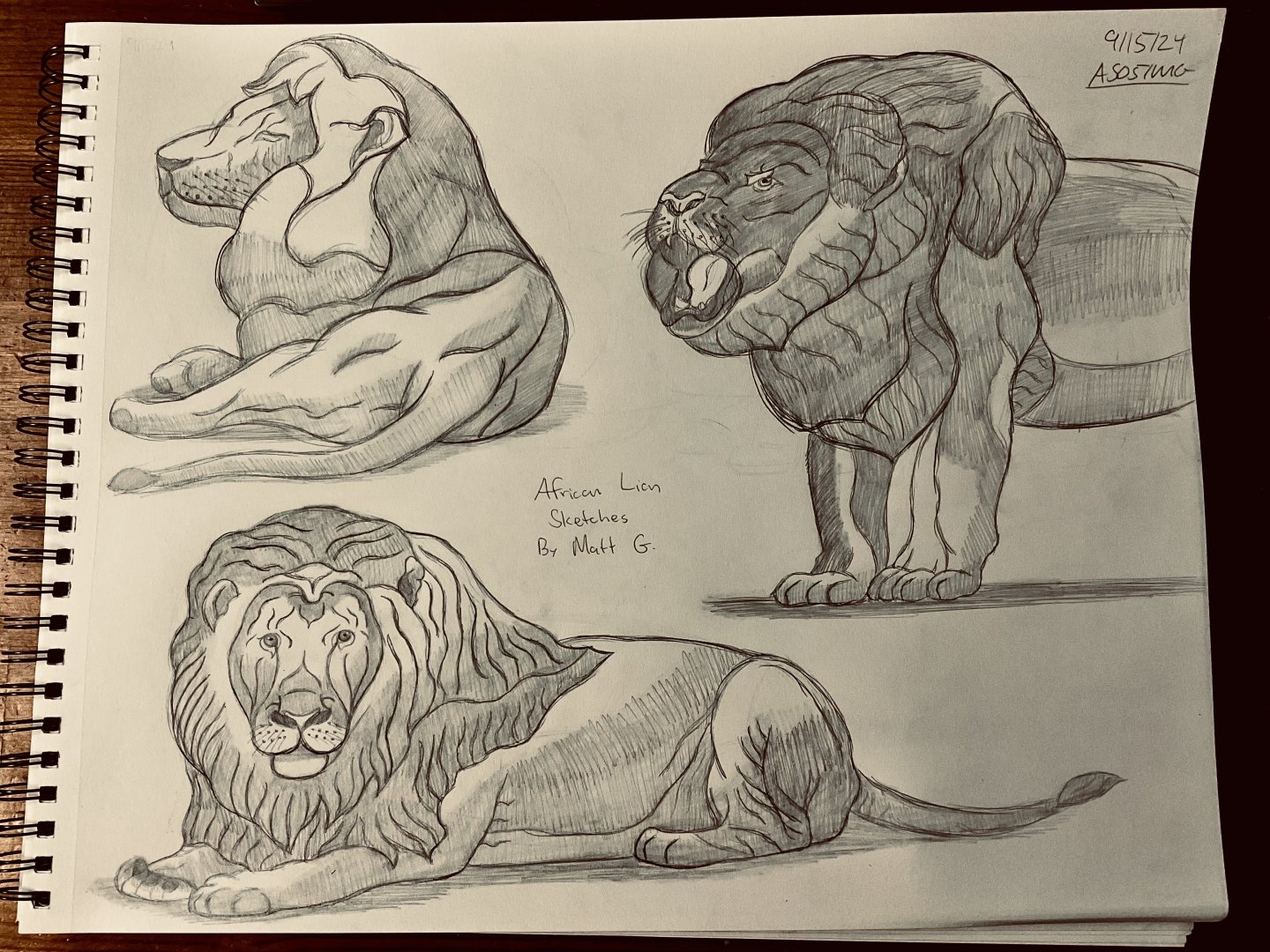 Lion Sketches