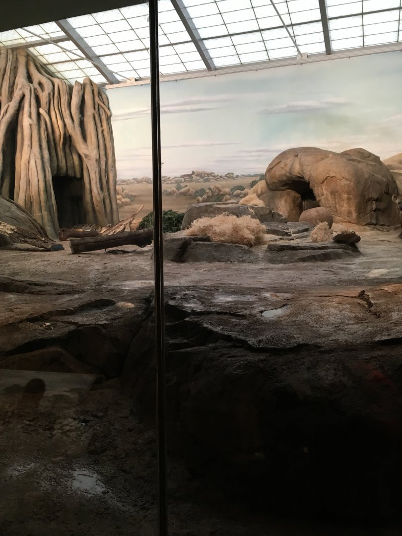 Lion/Spotted Hyena indoors