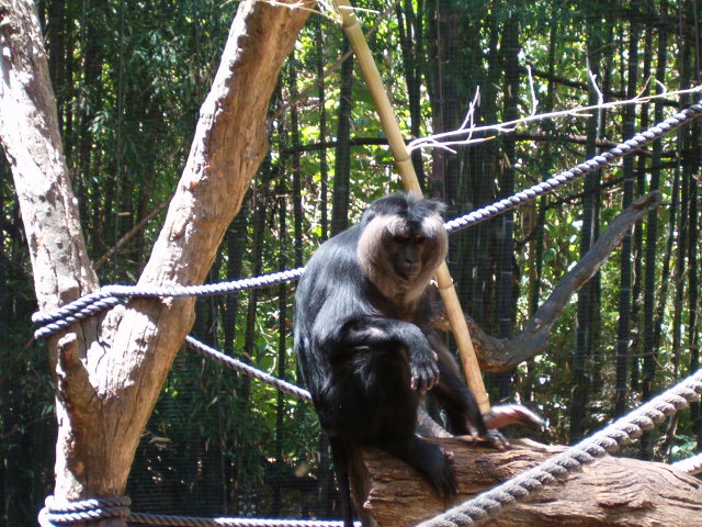 Lion-Tailed Macacque - Melbourne Zoo