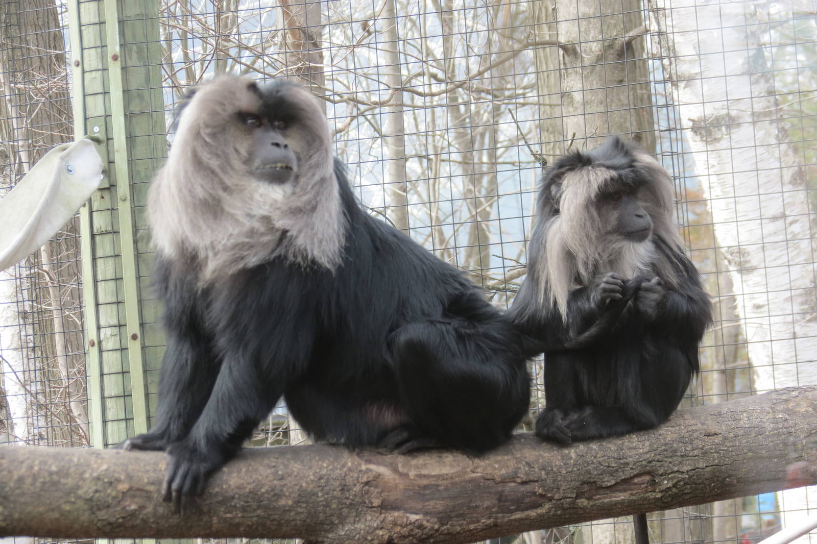 Lion-tailed Macacque