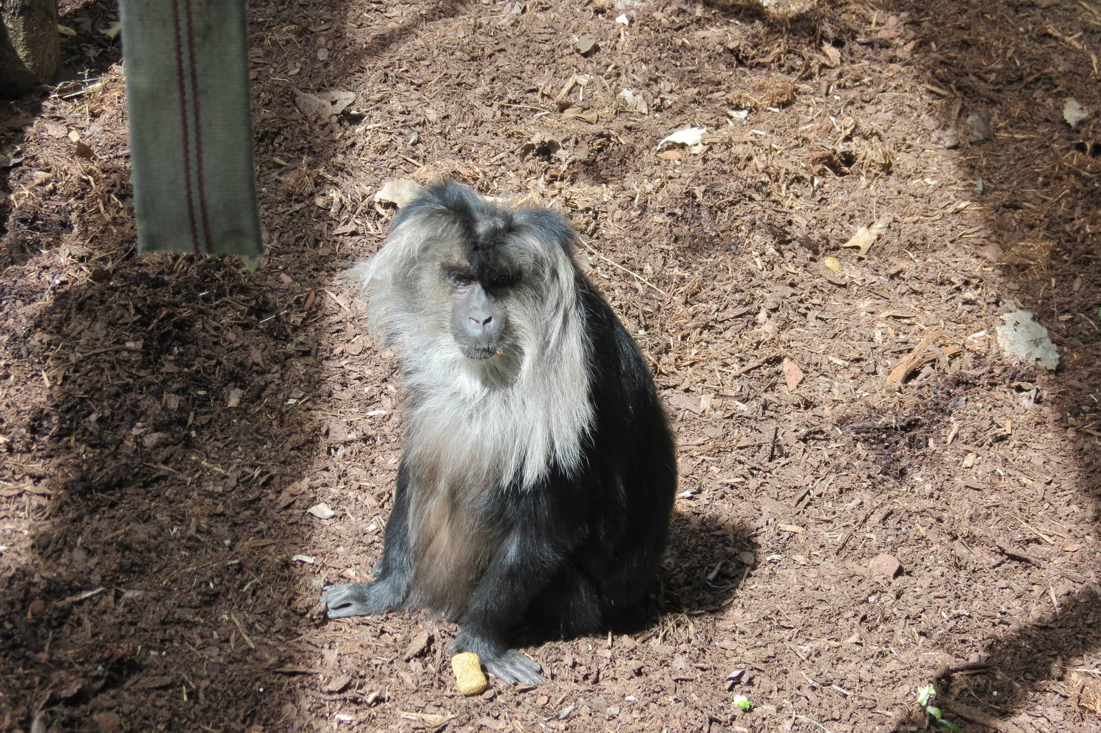 Lion-tailed Macacque