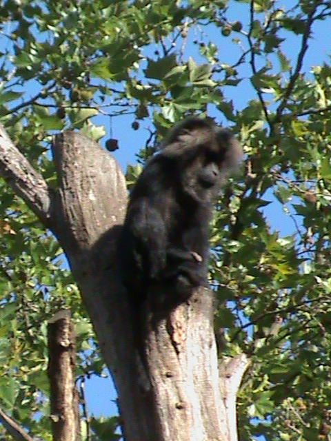 lion-tailed macaque 030910