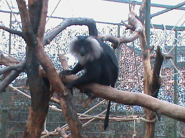 lion tailed macaque 041211