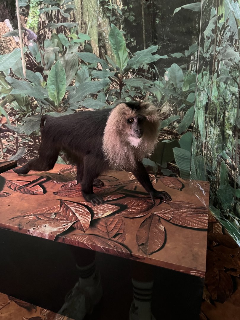 Lion-tailed macaque 1.8.25