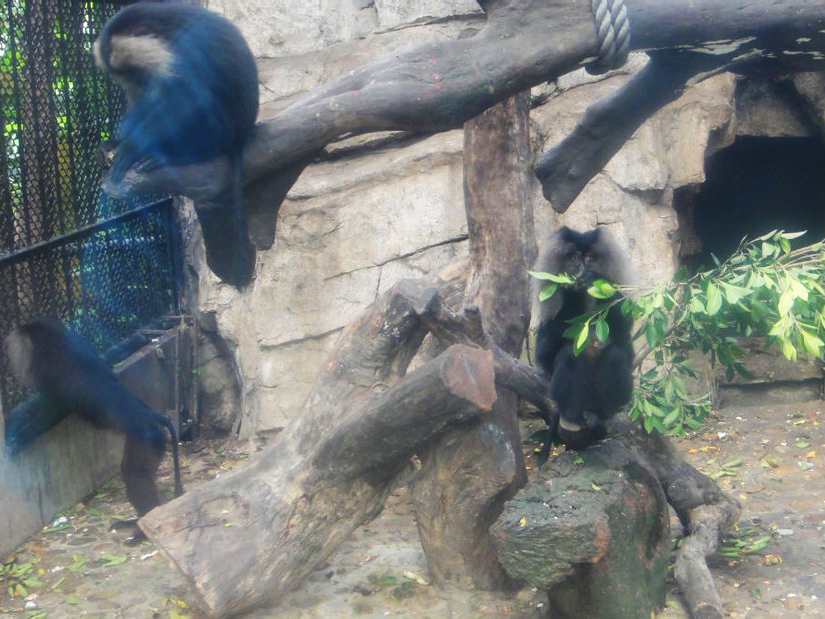 Lion-tailed macaque - 2011