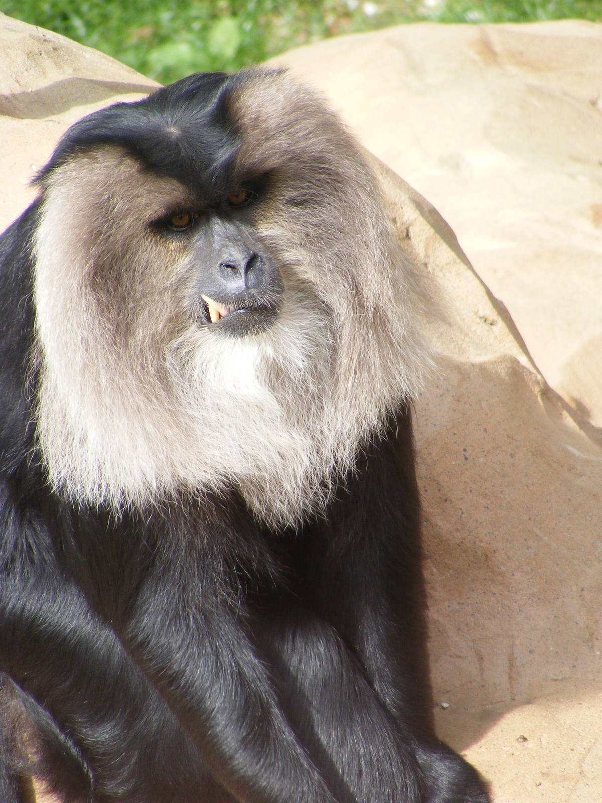 Lion-tailed macaque 4 May 2009