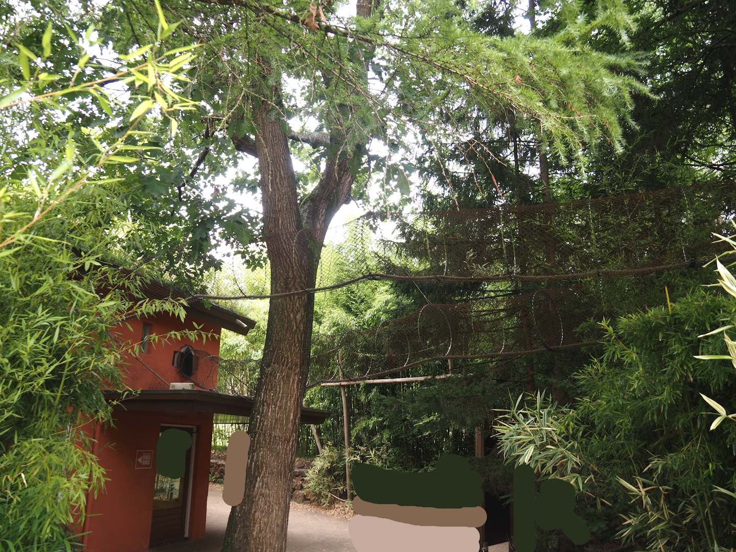 Lion-tailed macaque and Collared mangabey house and transfer tunnels to islands, 2024-08-18