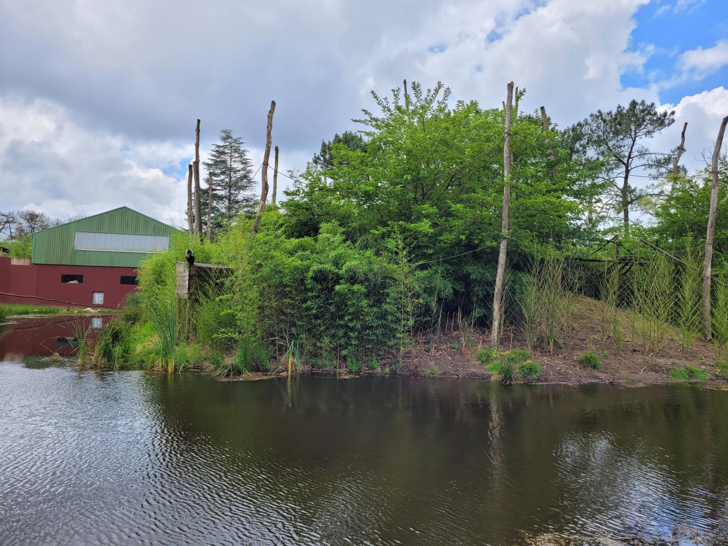 Lion-tailed macaque and Dalmatian pelican exhibit -Zoo du bassin d'Arcachon (2024)