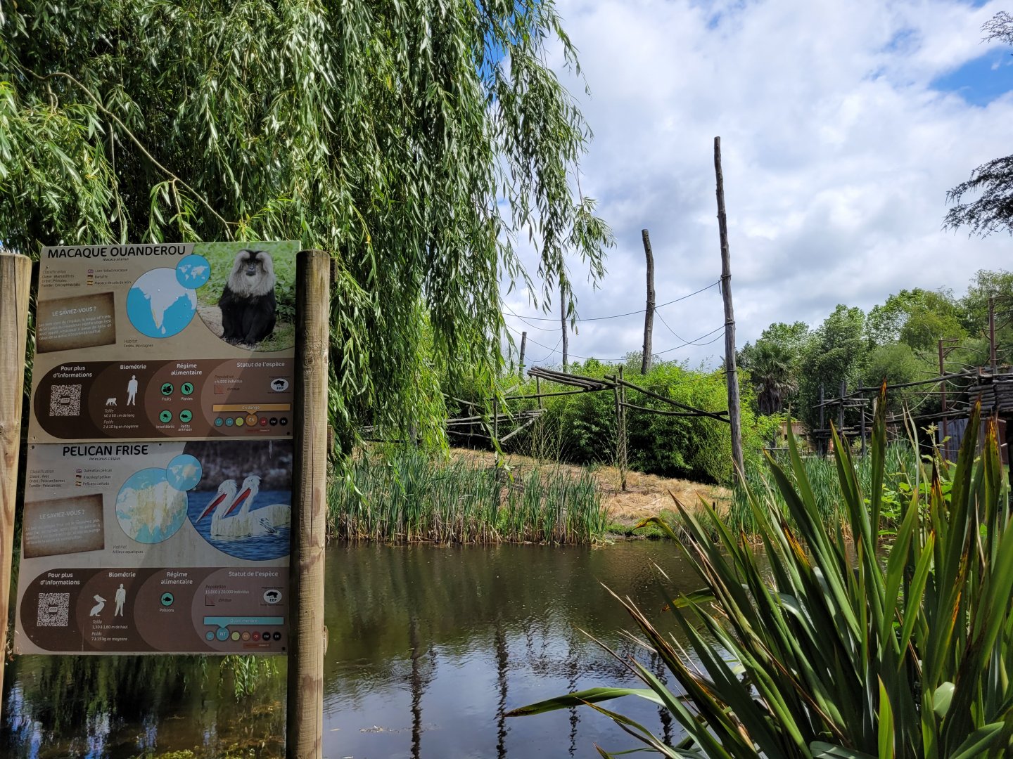 Lion-tailed macaque and Dalmatian pelican exhibit -Zoo du bassin d'Arcachon (2024)