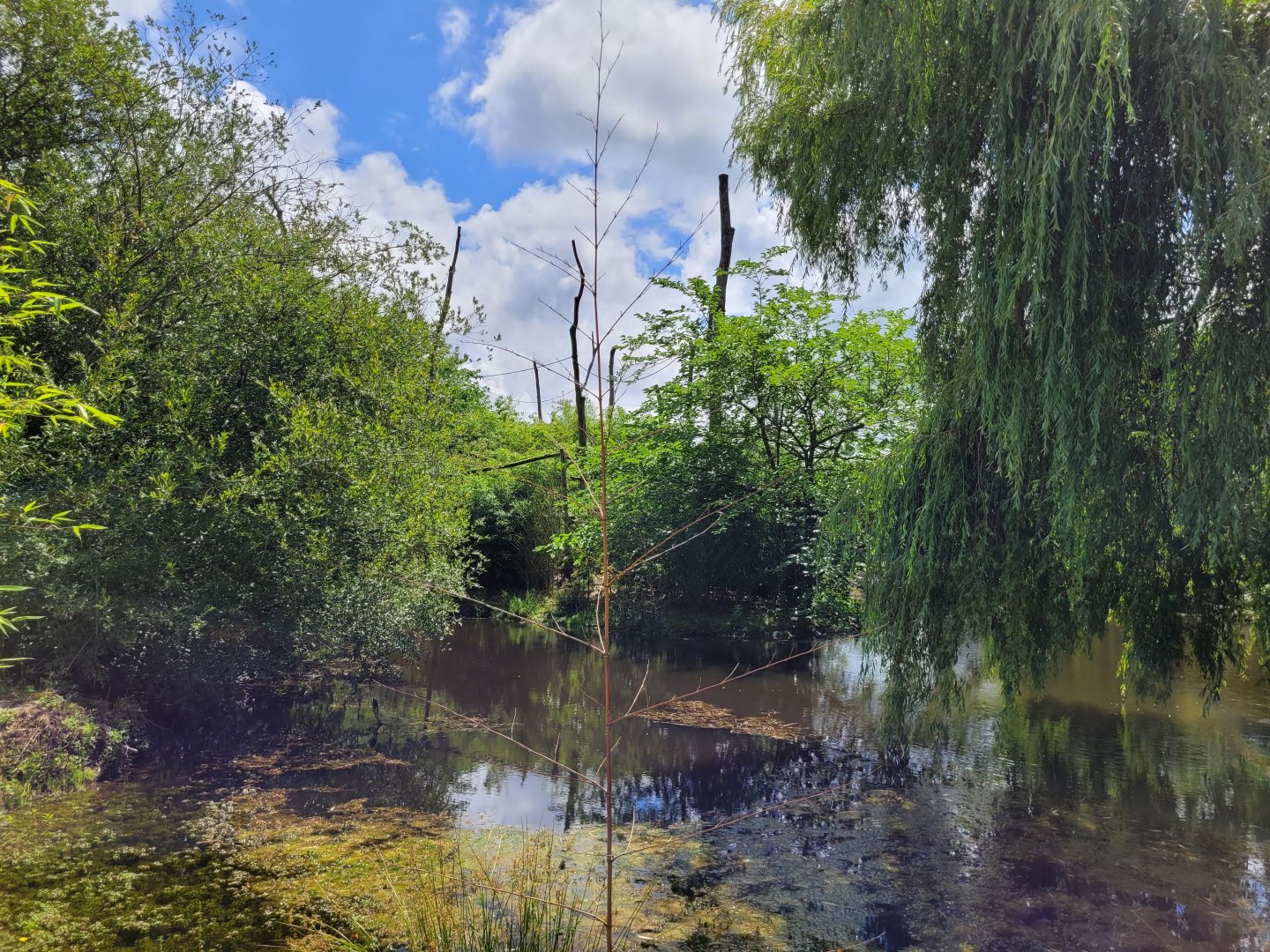 Lion-tailed macaque and Dalmatian pelican exhibit -Zoo du bassin d'Arcachon (2024)