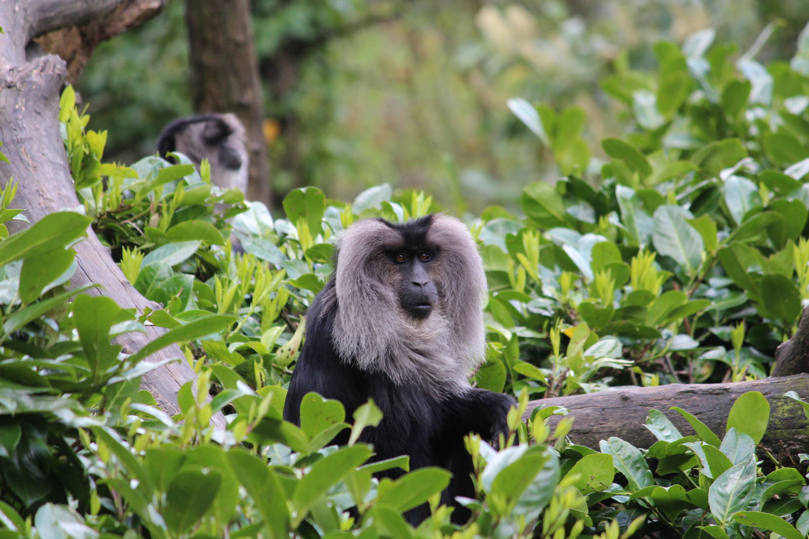 Lion tailed macaque, April 2014