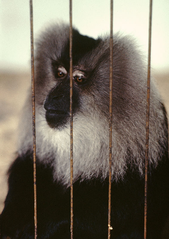 Lion-tailed macaque at Belle Vue 1973