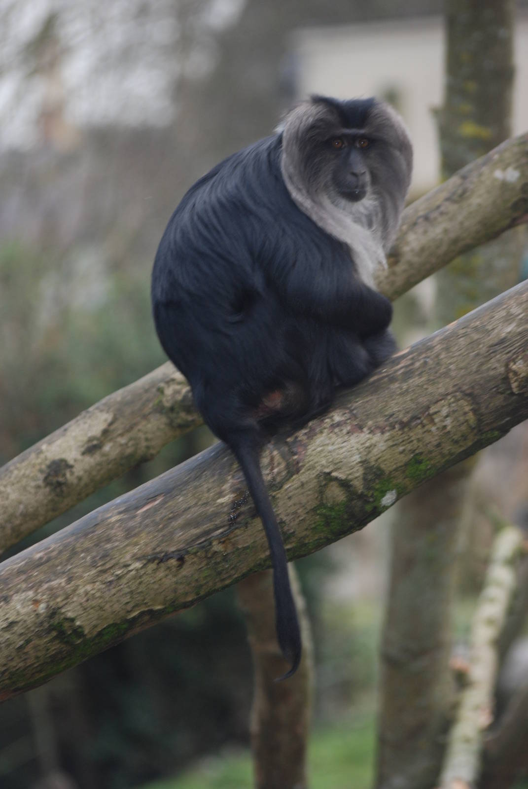 Lion-tailed Macaque at Bristol, 06/02/12