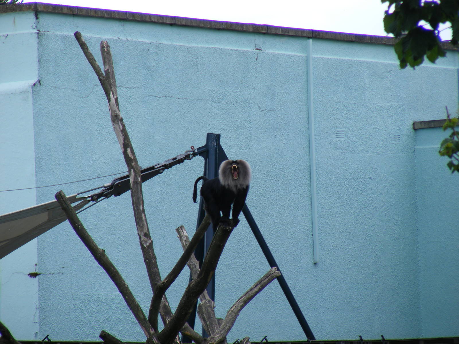 Lion-tailed macaque at Bristol Zoo, 1 August 2010