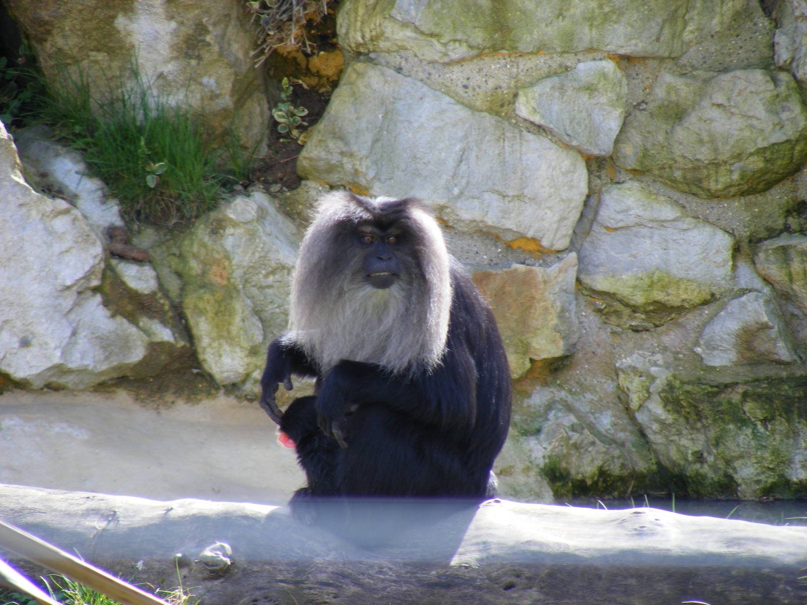Lion-tailed macaque at Howletts Wild Animal Park, 3 April 2010