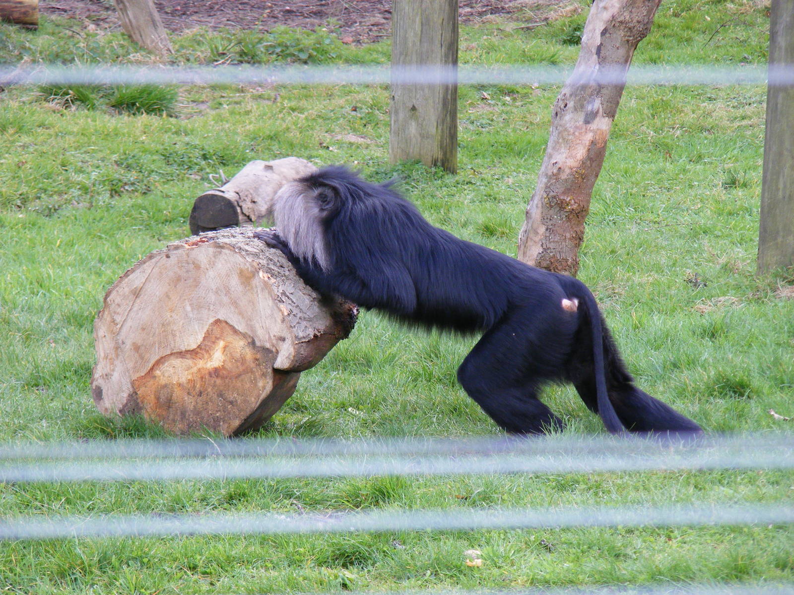 Lion-tailed macaque at Howletts Wild Animal Park, 3 April 2010