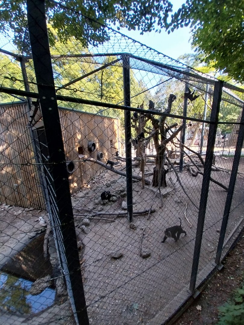 Lion-tailed macaque aviaries