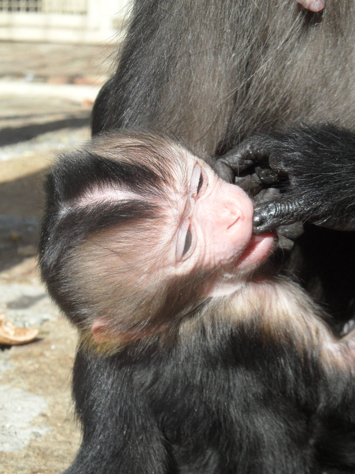 Lion-tailed macaque baby