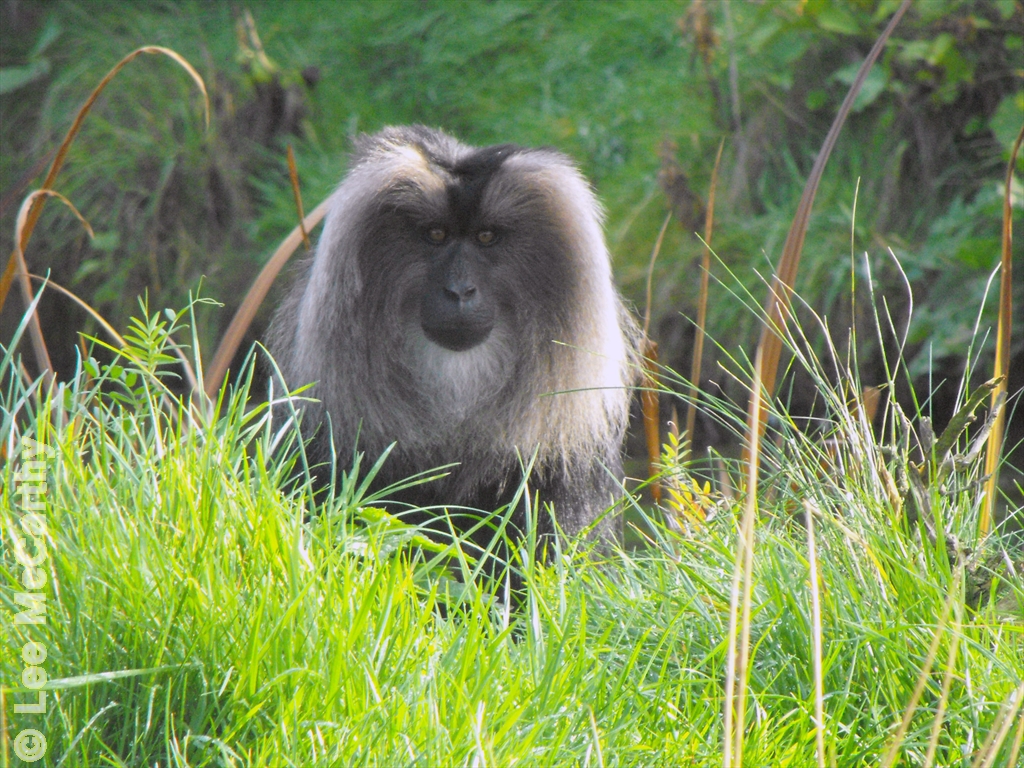 Lion Tailed Macaque Chester Zoo November 7th 2010