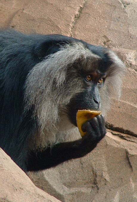 Lion-Tailed Macaque - Colchester 2006