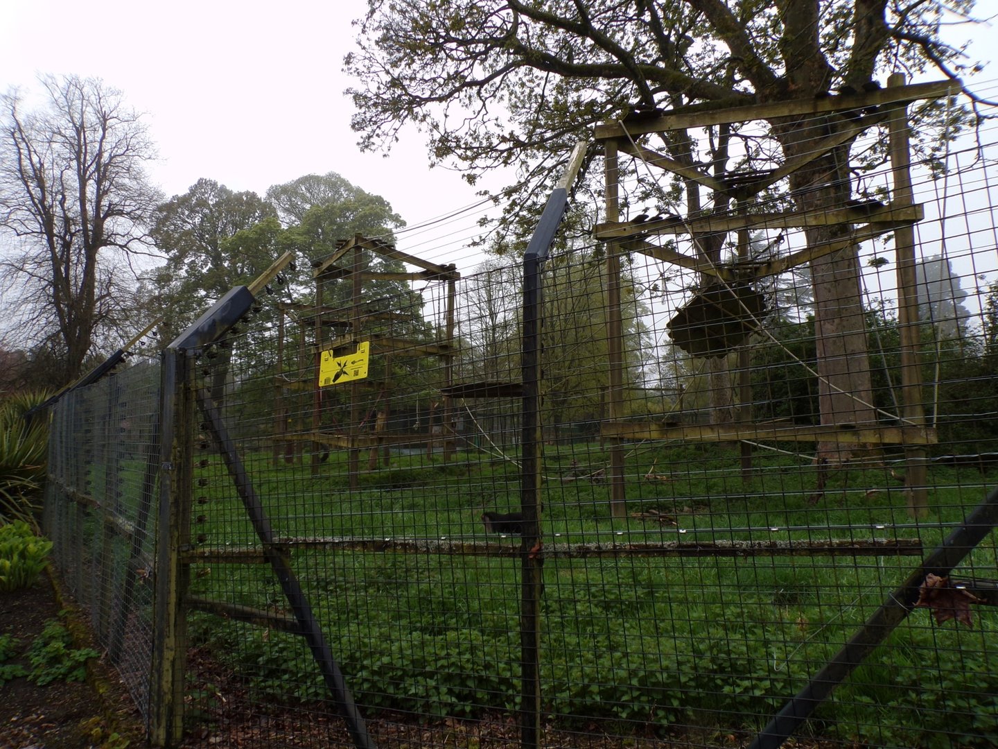 Lion-tailed macaque enclosure 7.5.23