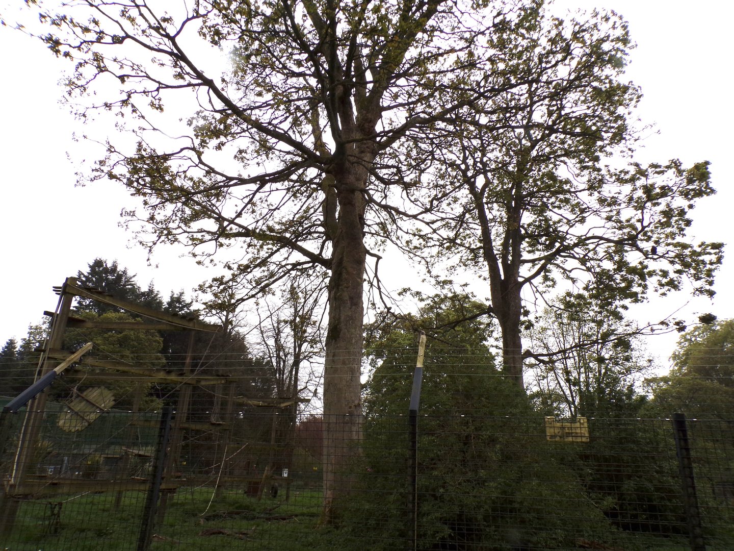 Lion-tailed macaque enclosure 7.5.23