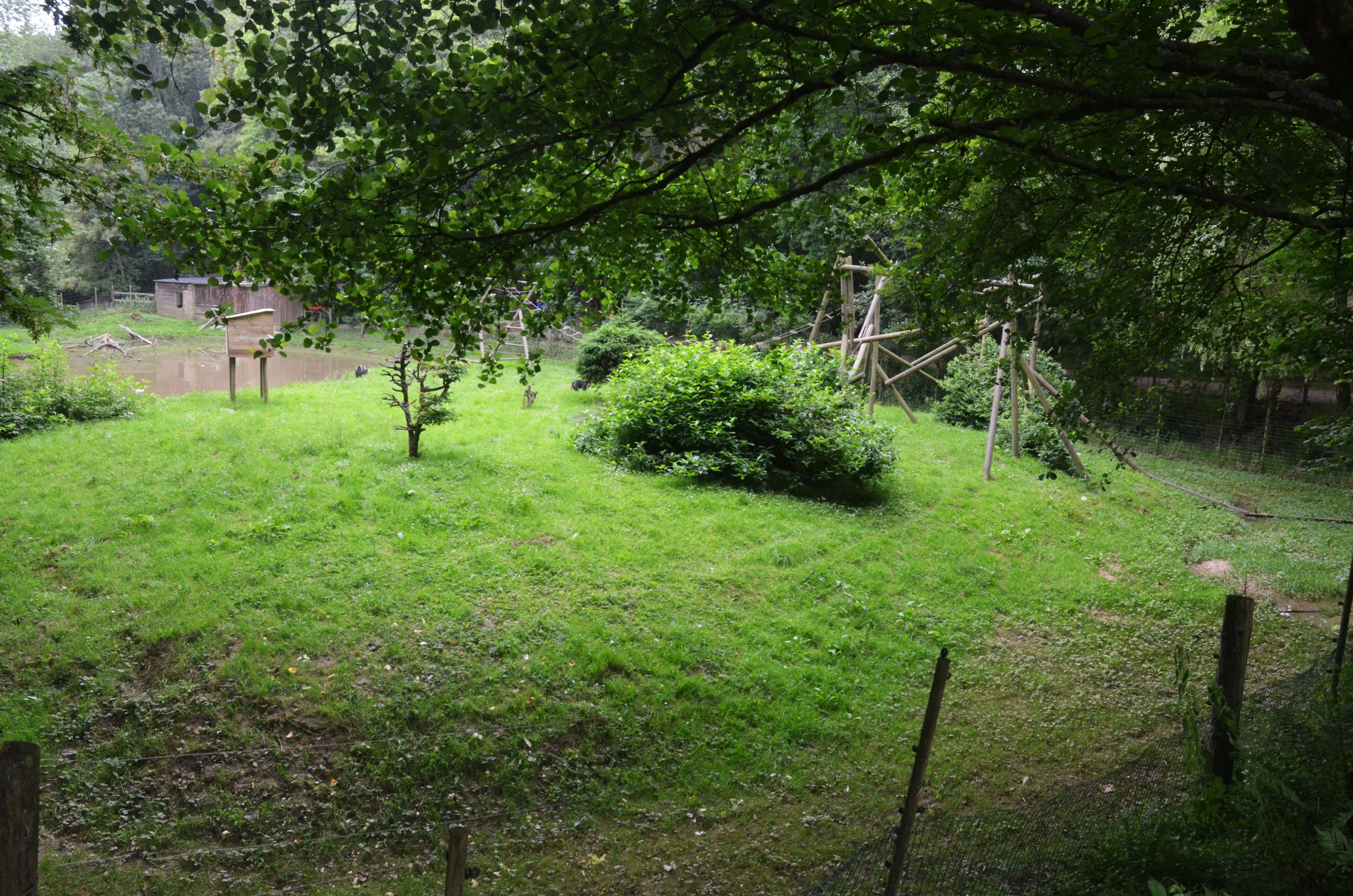 Lion-tailed Macaque Enclosure at CERZA, 10/06/18
