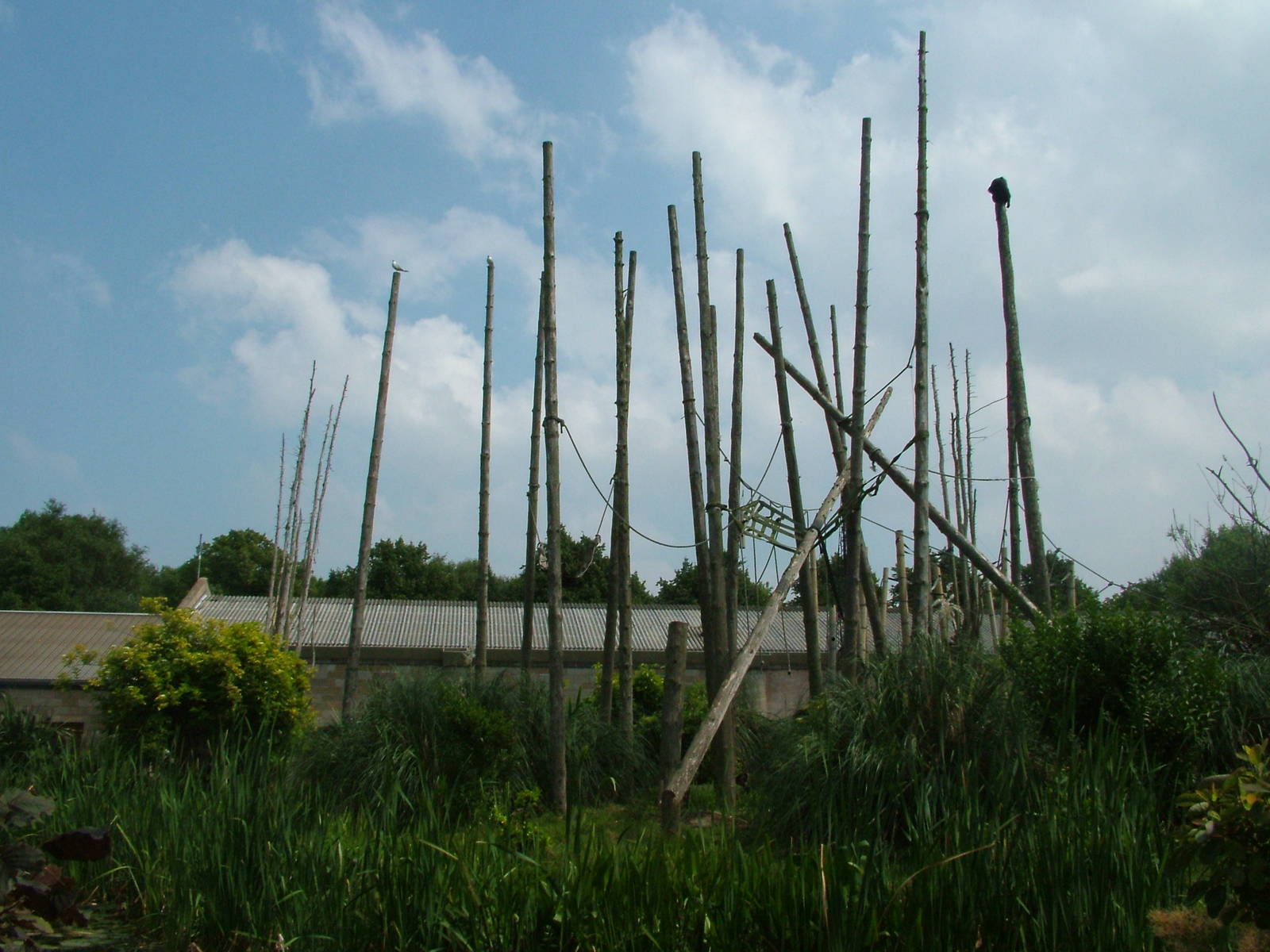 Lion-tailed Macaque enclosure at Chester Zoo July 2008