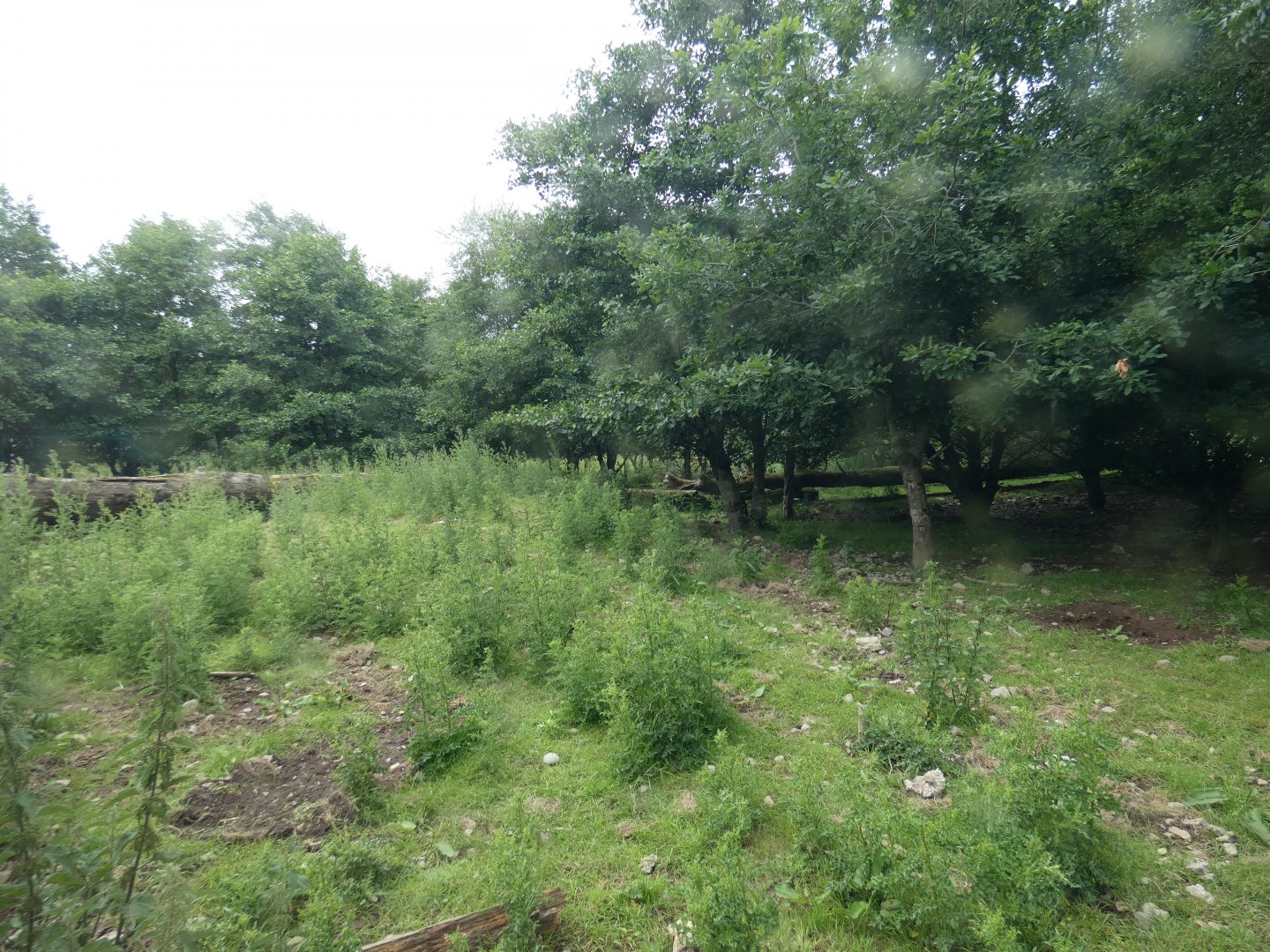 Lion-tailed macaque enclosure in the Asian Sanctuary