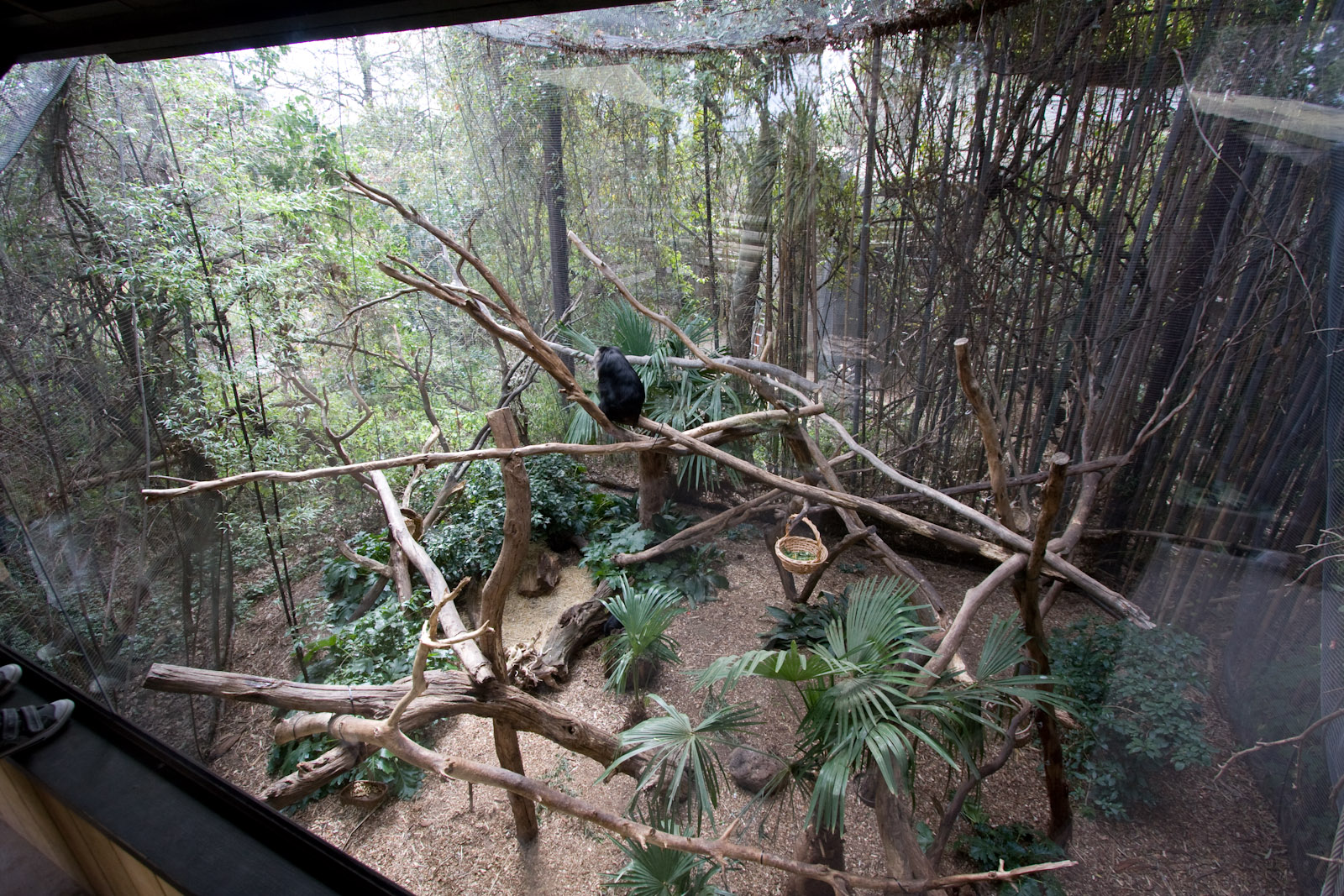 Lion-tailed Macaque enclosure - Sep 2008