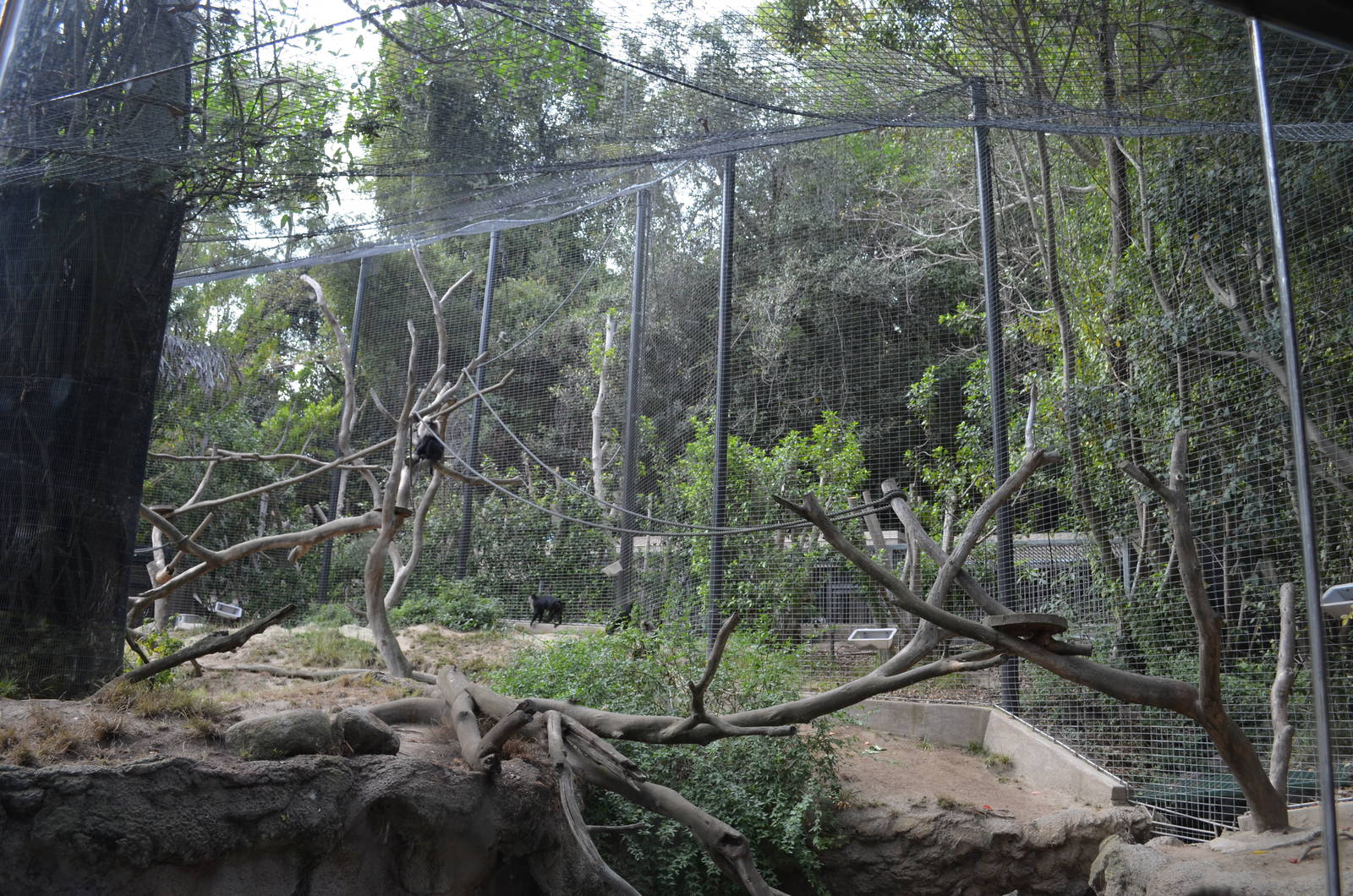 Lion-tailed Macaque Enclosure