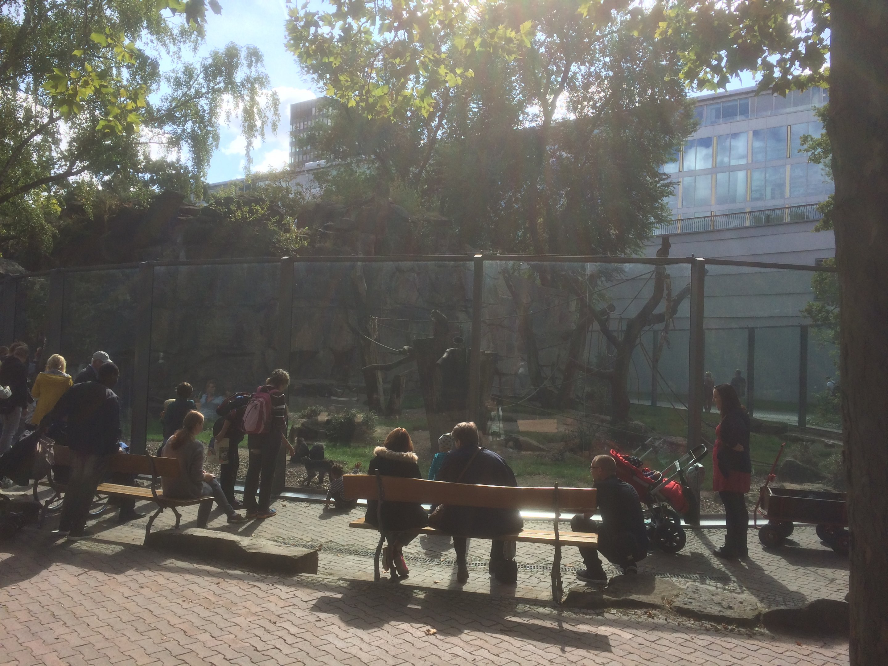 Lion tailed macaque enclosure