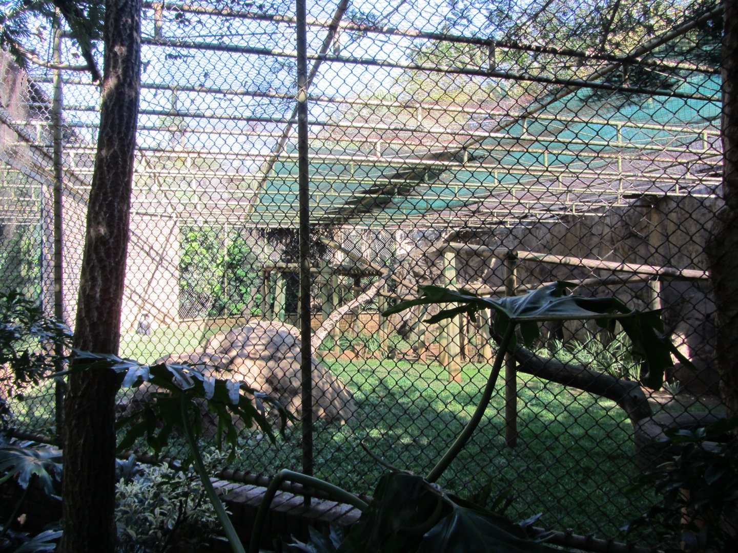 Lion-tailed Macaque Enclosure