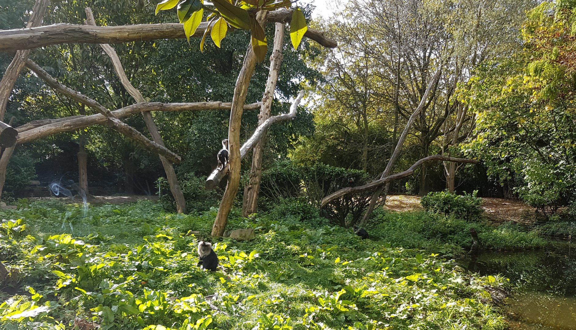 Lion-tailed macaque enclosure