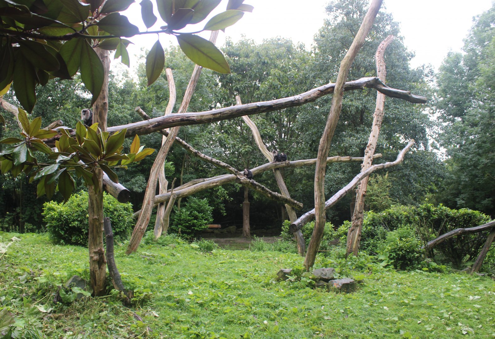 Lion-tailed macaque enclosure