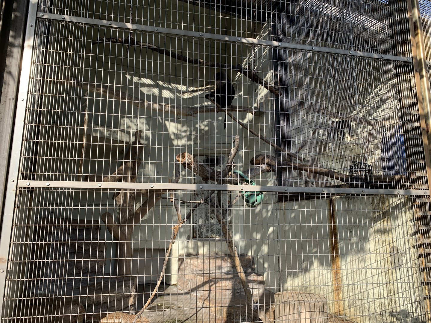 Lion-tailed Macaque Enclosure