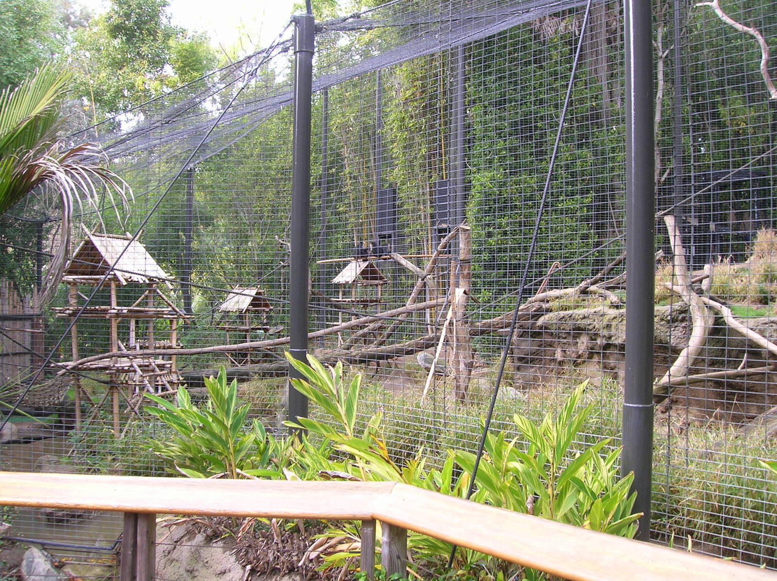 Lion-tailed Macaque Exhibit 2 2-6-09