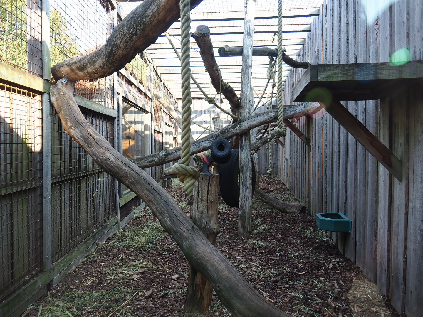 Lion-tailed macaque exhibit, 2020-09-12