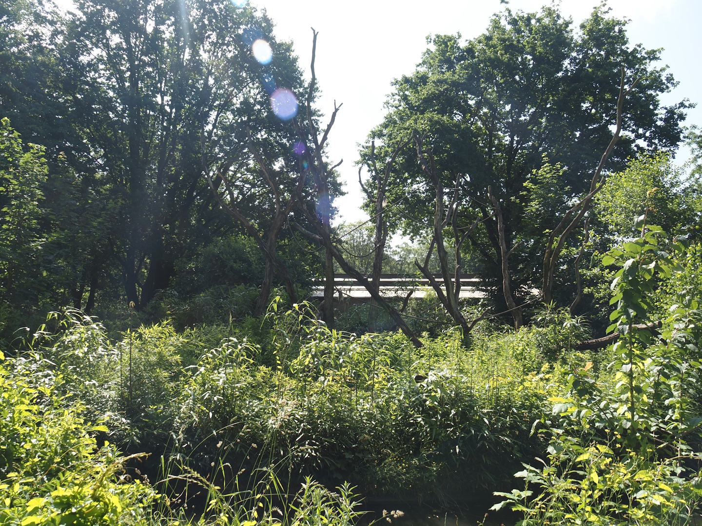 Lion-tailed macaque exhibit, 2024-06-08