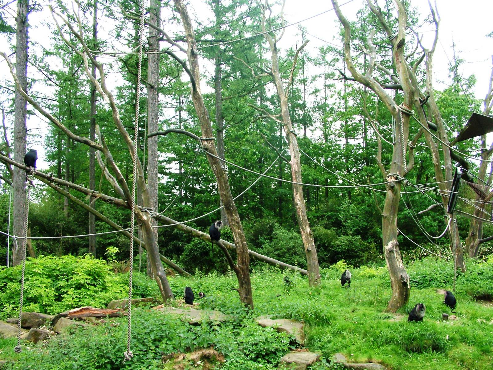 Lion-tailed Macaque Exhibit at Apenheul, 30/05/12