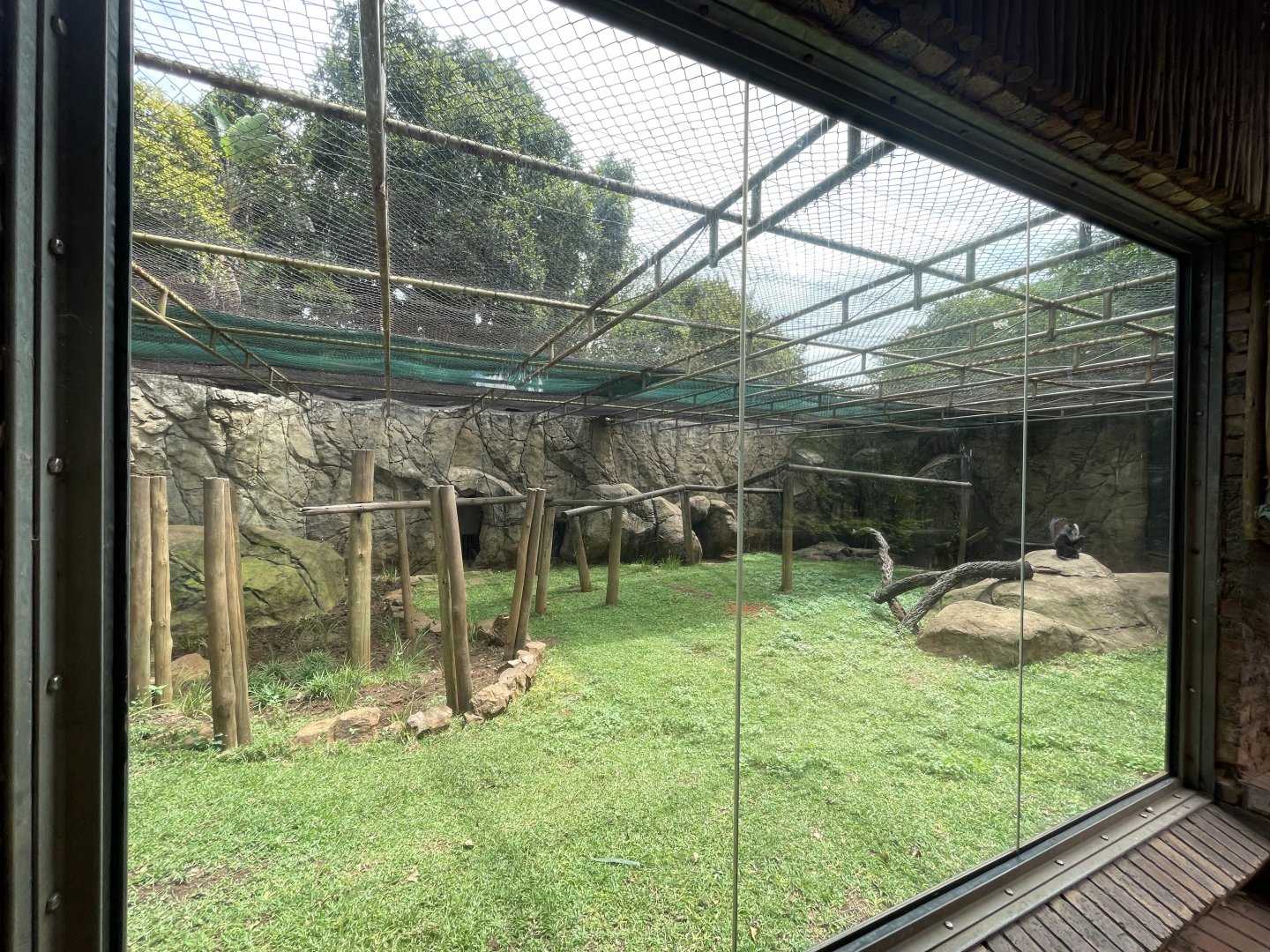 Lion-tailed Macaque Exhibit (Macaca silenus)