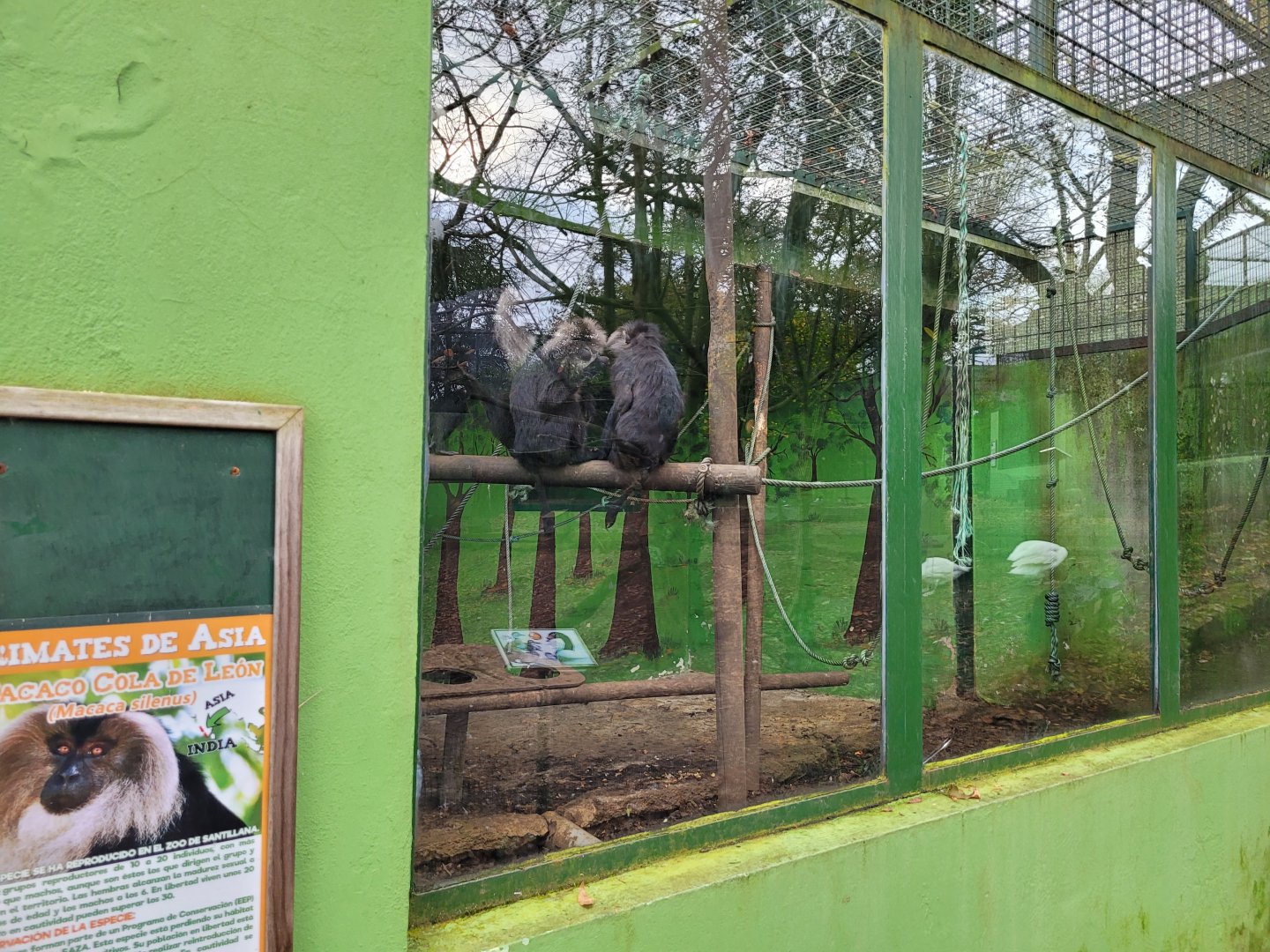 Lion-tailed macaque exhibit -Zoo de Santillana del Mar (2023)