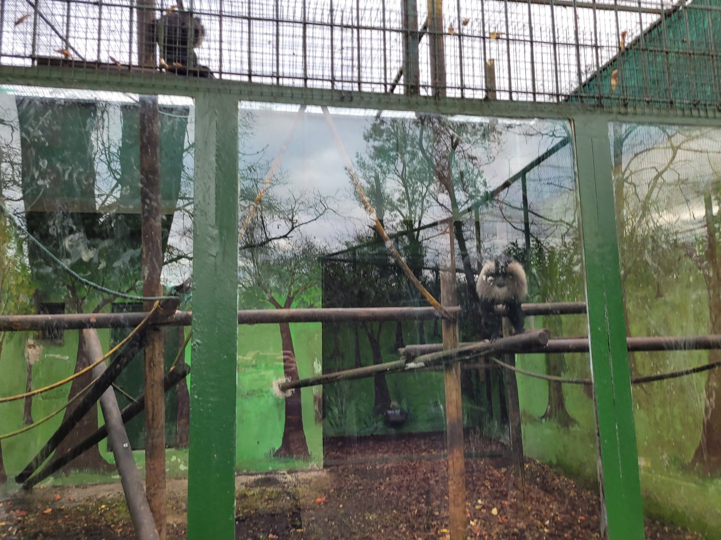 Lion-tailed macaque exhibit -Zoo de Santillana del Mar (2023)