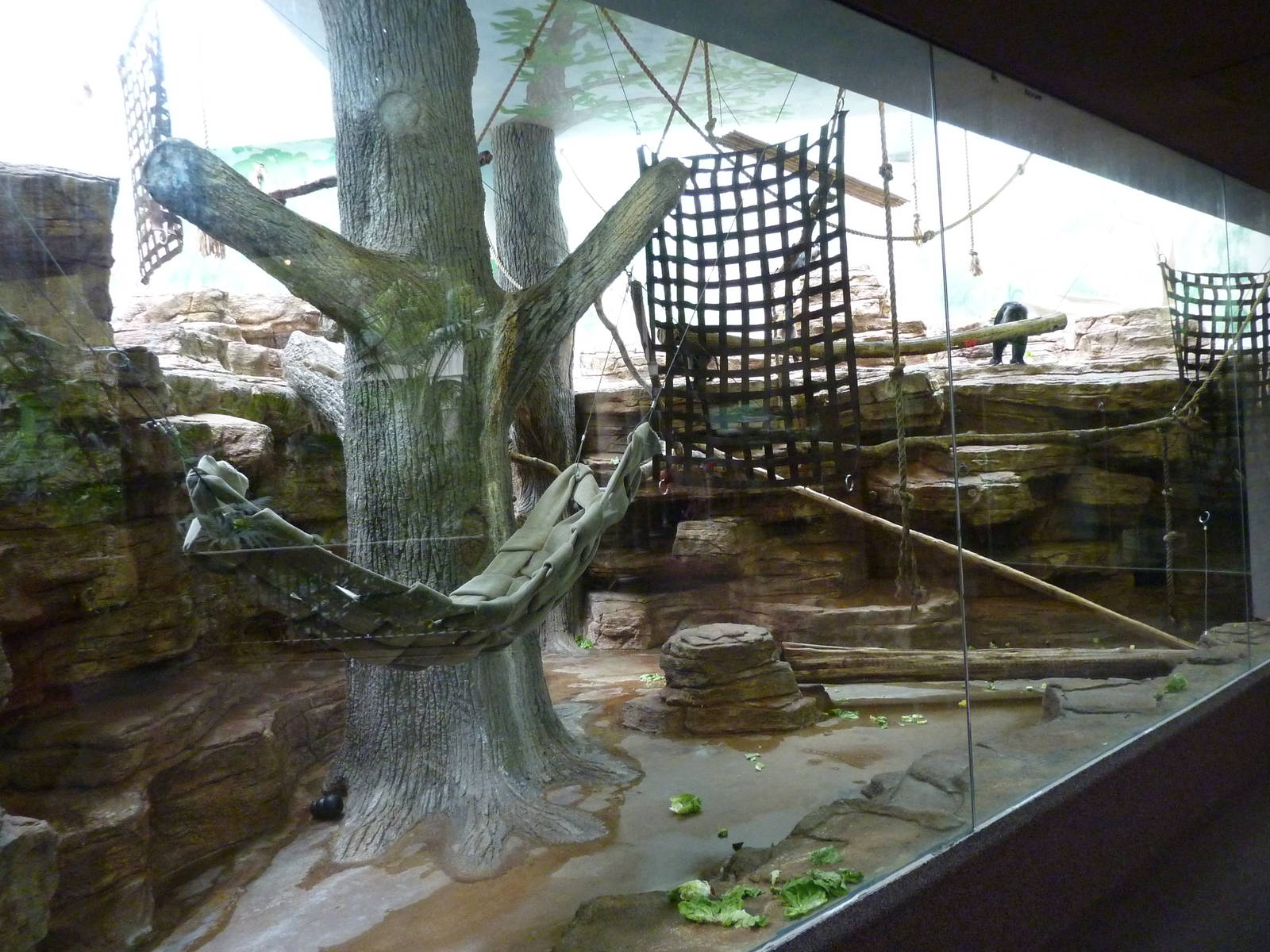 Lion-Tailed Macaque Exhibit