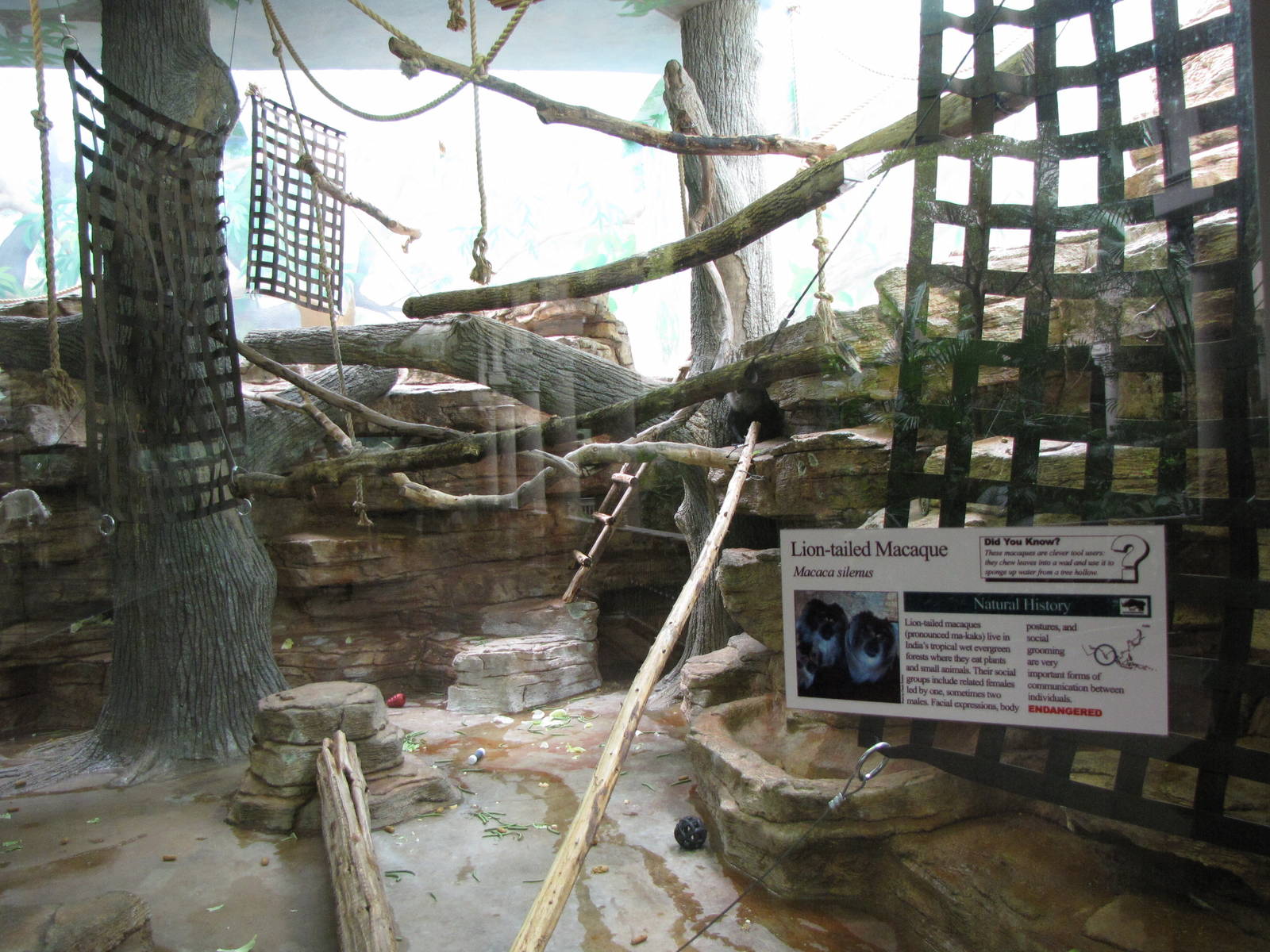 Lion-tailed Macaque Exhibit